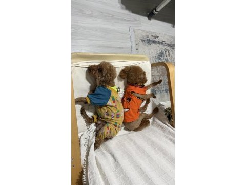Erkek ve dişi poodle