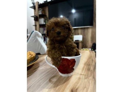 2 aylık yavru toy poodle