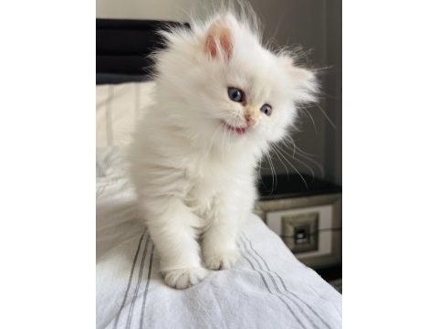 British longhair safkan