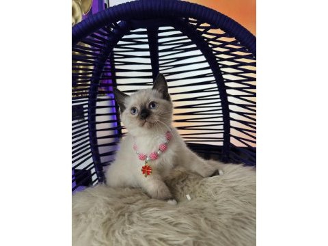 British shorthair point bebekler