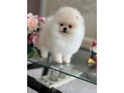 Oyuncak gibi hibi 2 ayıcık pomeranian boo