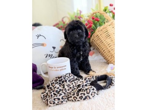 Mükemmel tea cup siyah poodle