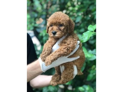 A kalite poodle ayarında maltipoo bebek