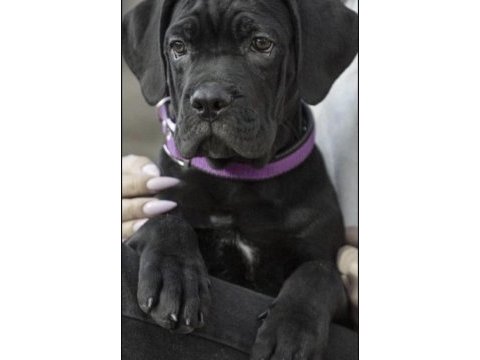 Cane corso köpeği
