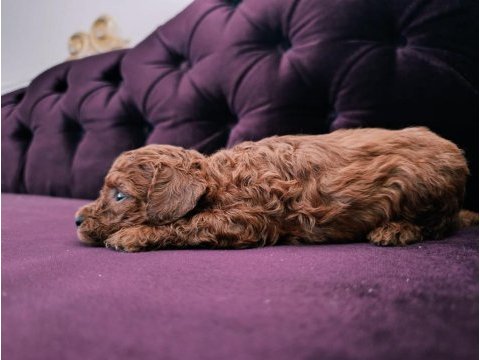 Safkan red brown toy poodle yavrular üst kalite