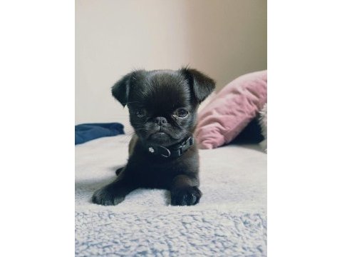 Kapkara pug bebekler