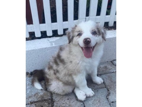 Erkek merle çok kaliteli border collie