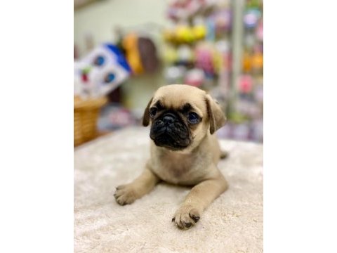 Pug yavrularımız yeni ailesini bekliyor
