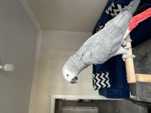 Jumbo boy evraklı belgeli jako papağanı