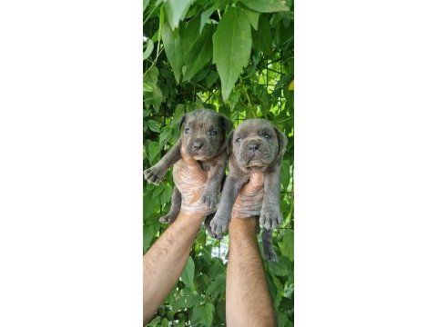 Orjinal blue cane corso italiano