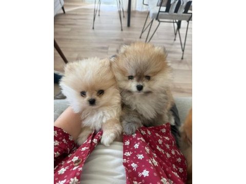 Ayı surat garantili scrli pomeranian yavrularım
