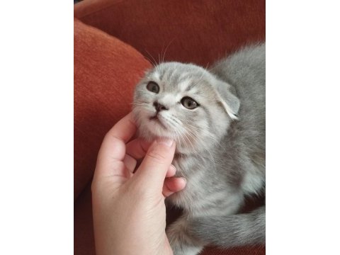 Cins scottish fold yavru