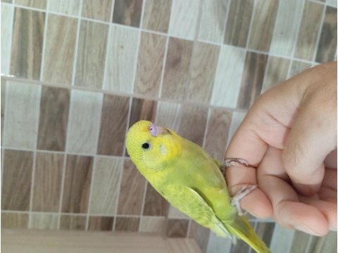 Muhabbet kuşu yavruları