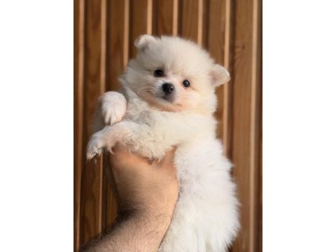 Pomeranian bebekleri