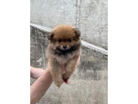 Ayı suratlı ankara’da tek yavrularım pomeranian boo
