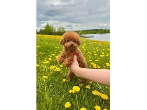 Irk garantili toy poodle