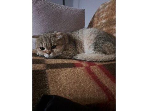 Show kalite british shorthair