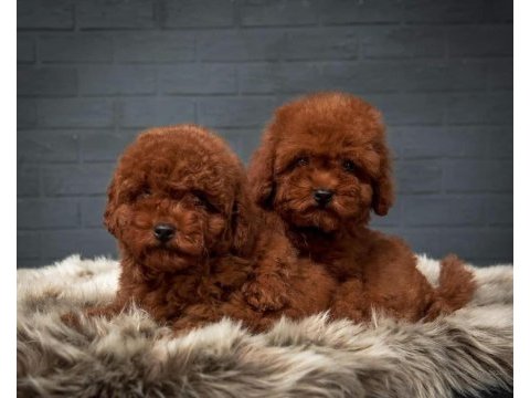 Oyuncak boy erkek dişi poodle kurabiyeler 