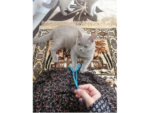 Kedimiz yeni yuvasını arıyor