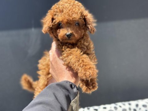 Petmode köpek çiftliğinden tea cup kore poodle