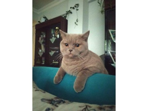 British shorthair kedimiz sahiplendirilecek