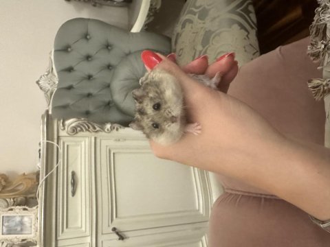 Hamster bebek