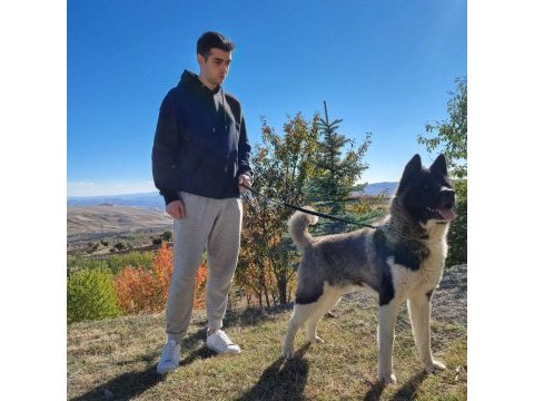 Safkan amerikan akita tombişler
