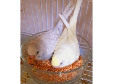 Yeni yeme düşmüş bebek muhabbet kuşlar erkek
