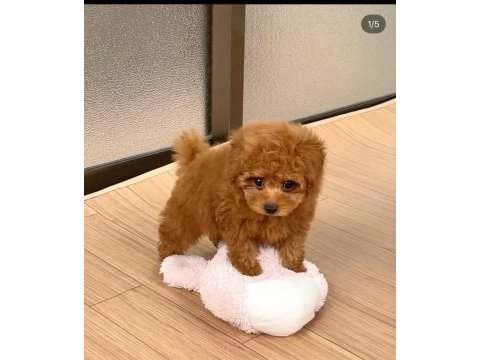 Safkan ve ırk garantili poodle yavrularımız