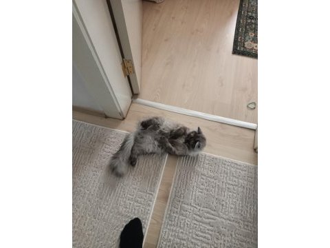 British longhair kedimiz