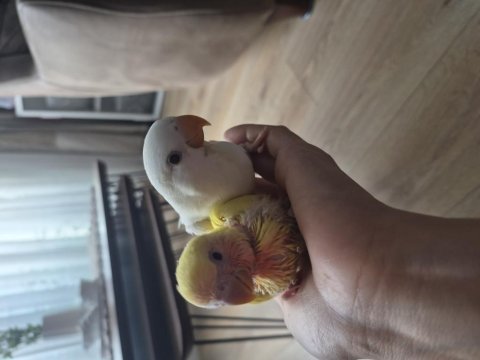 Sevda papağanı pamuklar