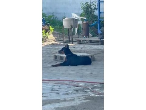 Dişi doberman 9 aylık