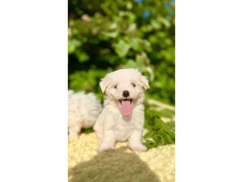 Kar beyaz maltese terrier yavrular