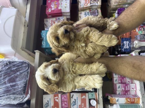 Dünylar tatlısı büyümeyen f1 maltipoo