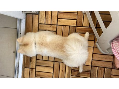Erkek pomeranian 1 yaşında