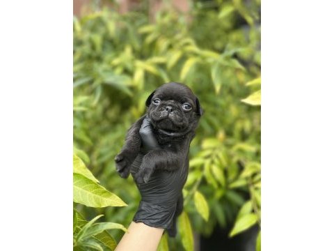 Pink taşıyıcı erkek pug mops yavrularımız