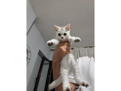 Afacan british shorthair kediler