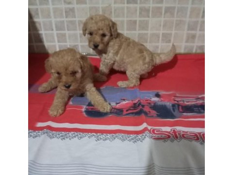 Poodle yavrularımız mini ve toy boy renk renk