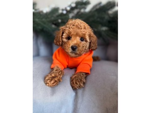 Full safkan toy poodle yavruları teslime hazır 