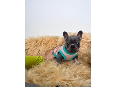 Lilactan isabella taşıyıcı bebişler french bulldog