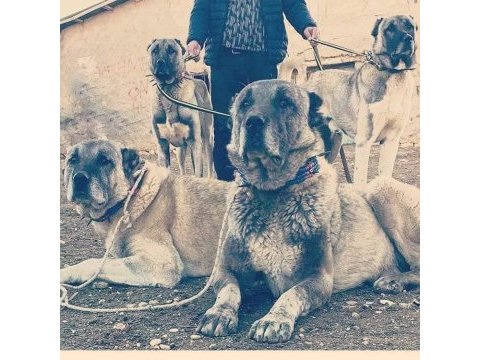Sivasın milli değeri kangal yavrusu