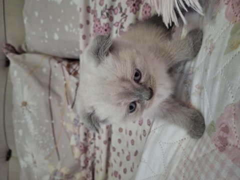 Sevimli yavru blue point scottish fold