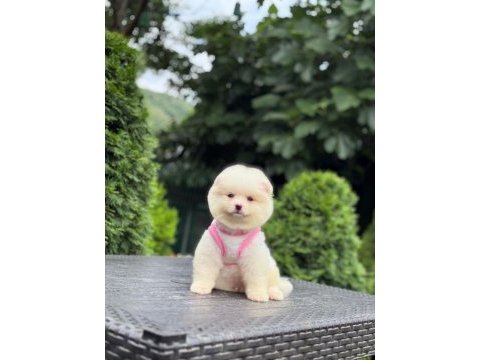 Sevimli pomeranian boo