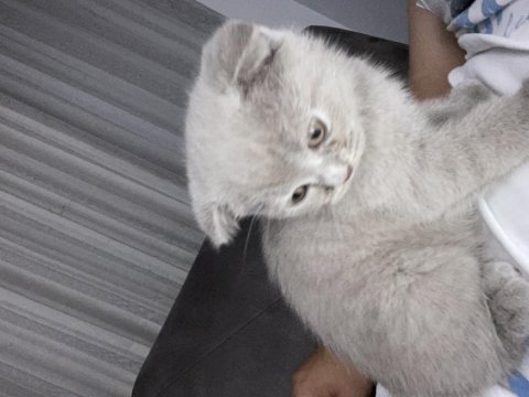 Özel renk british longhair