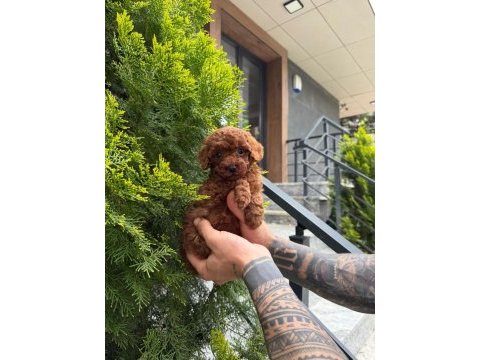 Poodle kalitesinde maltipoo