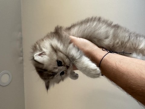 Show kalite british longhair nadir bulunan tüy