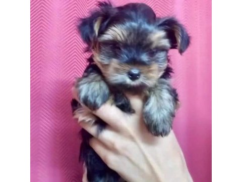 Terrier yorkshire yavrular