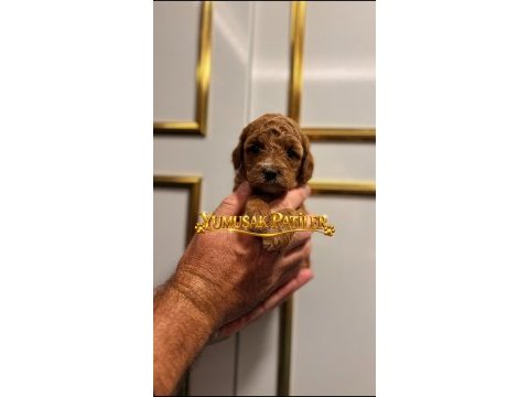Toy poodle yavrumuz