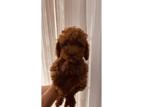 Toy poodle 2 aylık