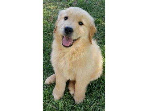 A kalite golden retriever yavrular